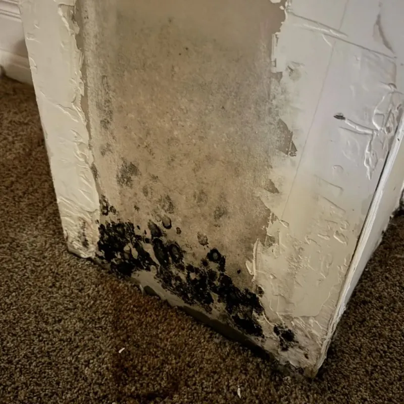 Professional Mold Removal in Pine Bluff, AR
